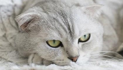 九游官网下载电脑版-山东鲁能将挑战上海上港，谁能在争夺胜利中笑到最后？，鲁能对战上港全集pptv视频回放